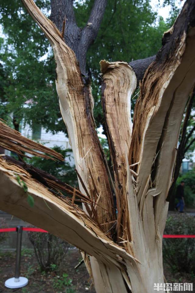粗壮大树被雷劈开了"花"_腾讯新闻