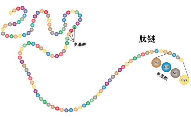 多个氨基酸通过脱水,可以像链珠一般串联成肽链;长肽链进一步折叠