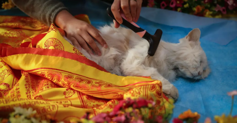 体面地送葬一只宠物要花多少钱