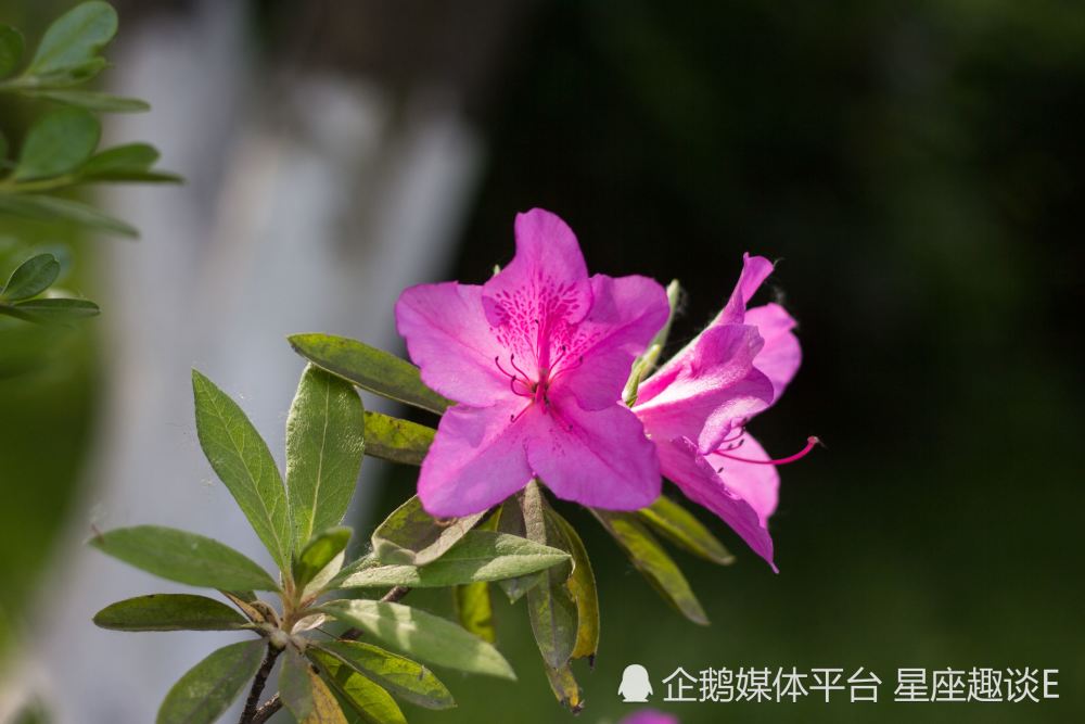 6月18日 24日星座运势 痴心守候 幸福蔓延的四大星座 腾讯新闻