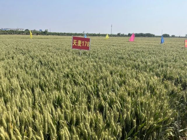 天麦119小麦品种简介图片