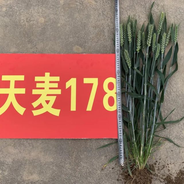 再创周麦新辉煌谱写天麦新篇章天麦178全国生产经营权独家转让签约