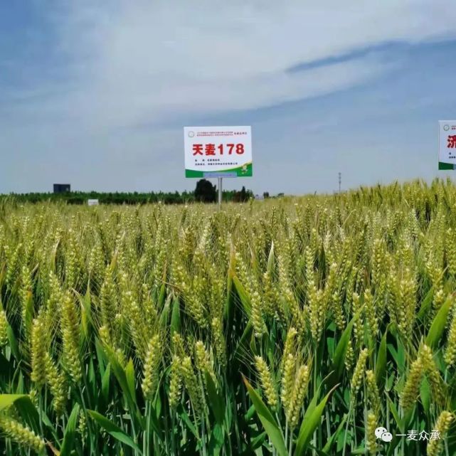 目前唯一一个优质强筋超高产小麦新品种,该品种秉承了周麦22的矮秆,大