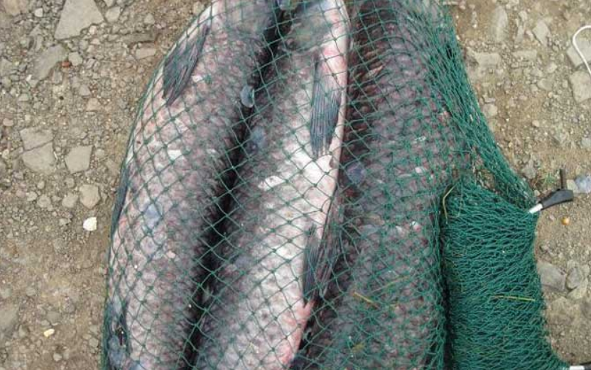 野钓青鱼爆护技巧_腾讯新闻