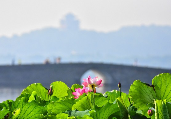 这个夏天,一起拍荷花,一起找答案