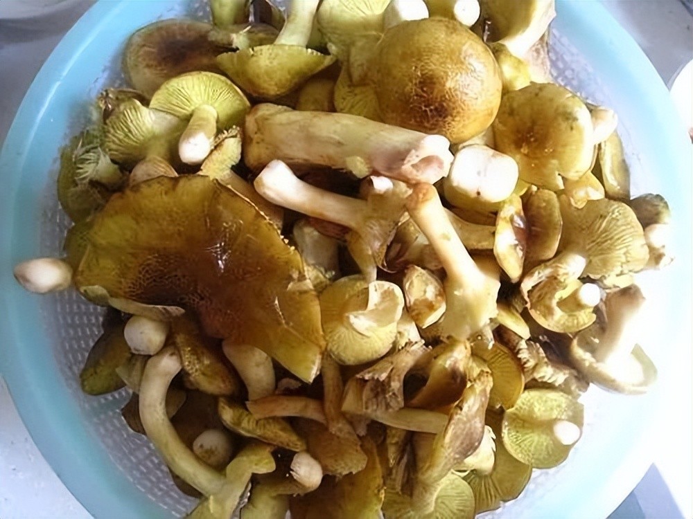 最强野生菌(不)食用指南_腾讯新闻