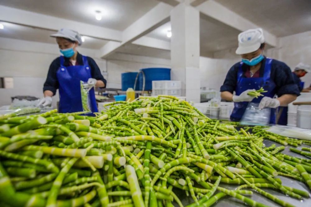 加工好的竹笋称重再密封有的拿着木棍在泡满竹笋的蓝色桶里使劲搅拌有