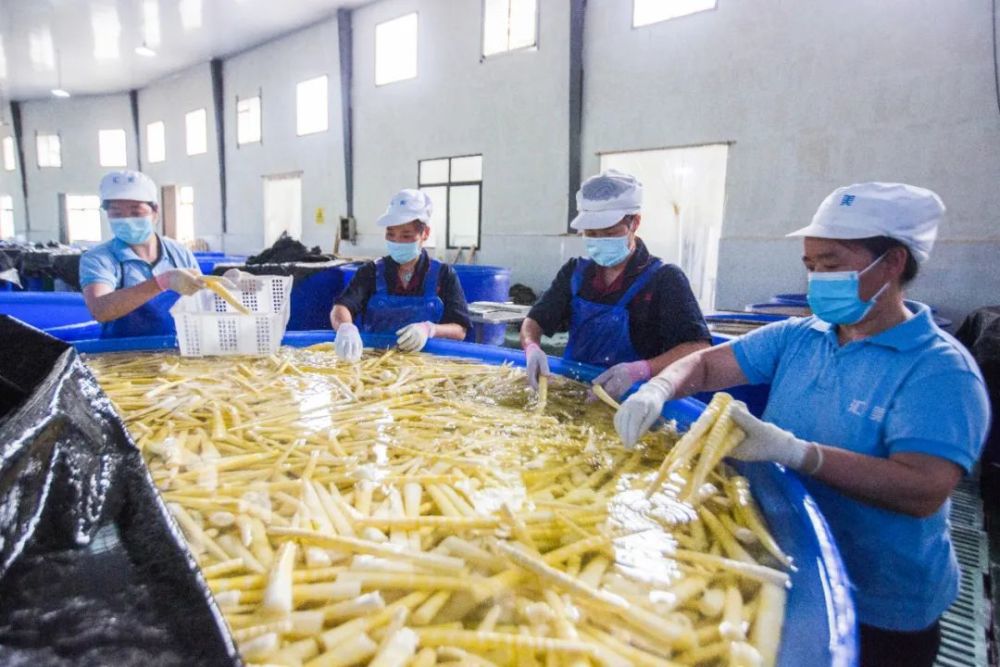 让杨素宗很是自豪因为这意味着加工厂效益好每年产值高达4千万元"竹笋