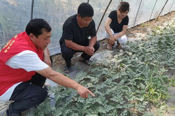 一看一讲一示范,西瓜种植管理技术再提升