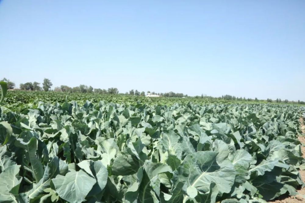 夏日采摘好去处三坪农场开心农场采摘园开园啦