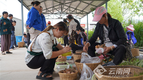 中午时分,九溪镇农贸市场野生菌交易区人来人往,一派热闹景象,售卖