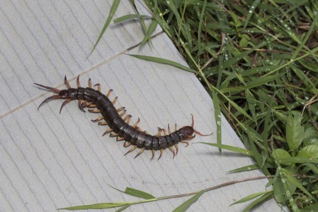 被蜈蚣咬伤会有哪些症状?