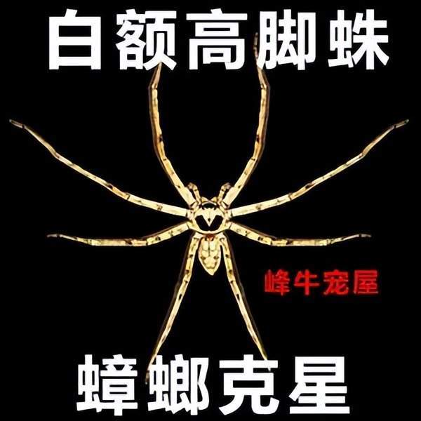 cd盘那么大,5元一只"灭蟑螂神器"的白额高脚蛛是外来物种吗