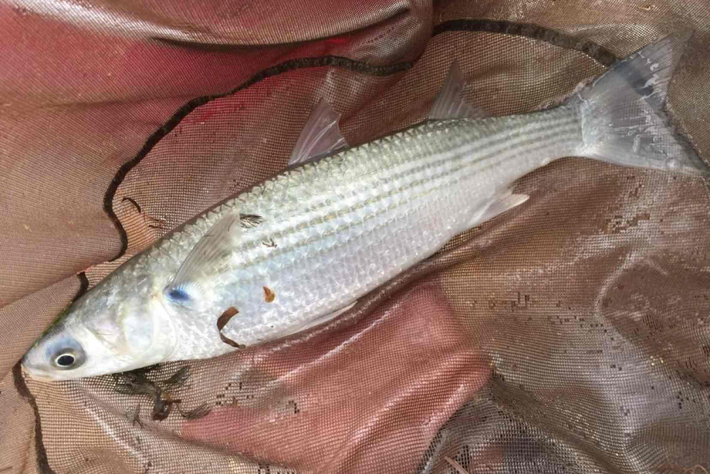 钓鲻鱼的4个窍门