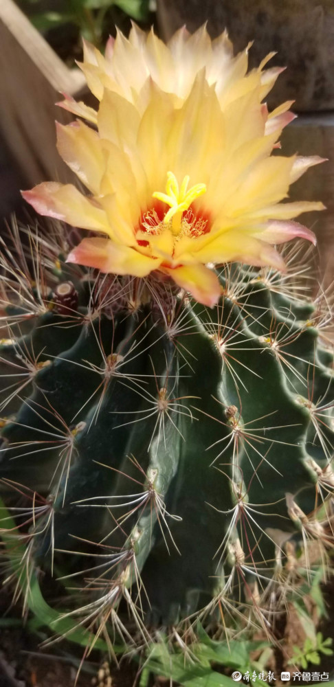 仙人球开花淡雅芬芳