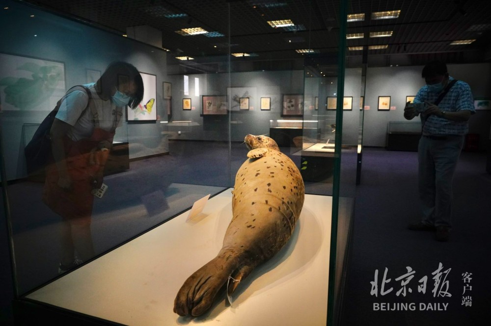 北京自然博物馆今天开新展，让您从不同角度发觉美新东方国家玮全部视频