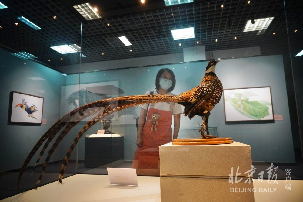 北京自然博物馆今天开新展，让您从不同角度发觉美新东方国家玮全部视频