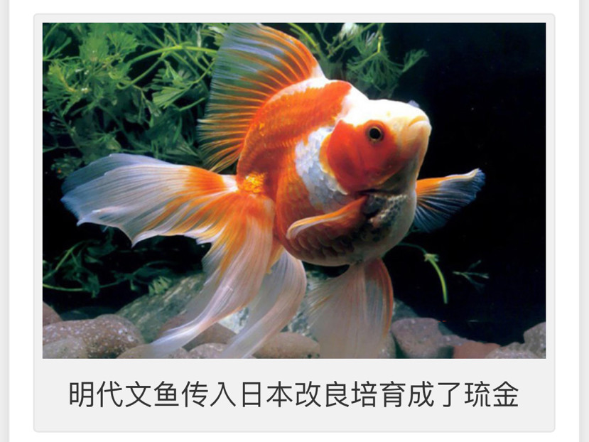 中日混血的文种金鱼 琉金 腾讯新闻