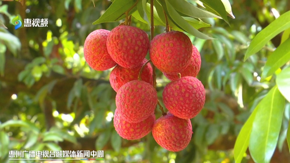 惠州镇隆高端荔枝东坡荔首次出口英国伦敦