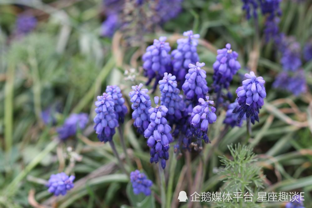 6月19日星座运势 思虑周全 稳操胜券的四大星座 腾讯新闻