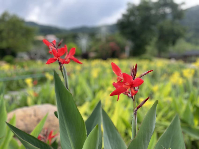 300多個品種荷花展出南寧青秀山舉辦2022年水生花卉觀賞季