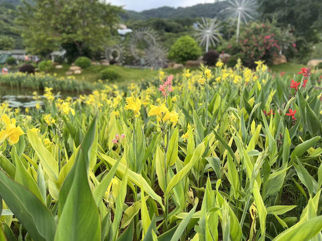 300多個品種荷花展出南寧青秀山舉辦2022年水生花卉觀賞季