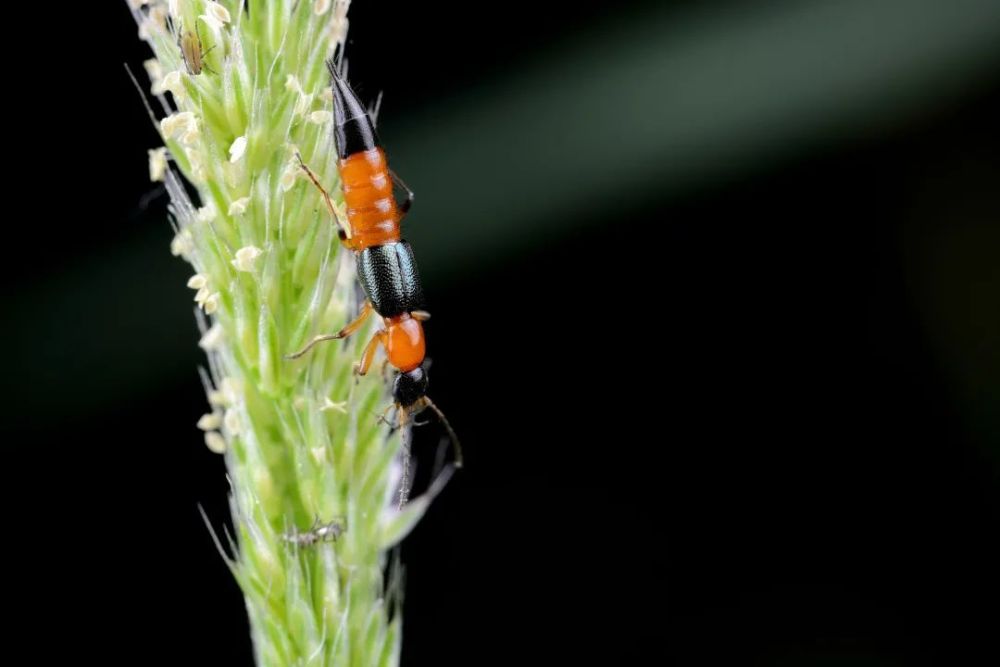 不小心在身上搔抓,拍死隐翅虫,可能导致它排出体内的毒液,引发皮炎.