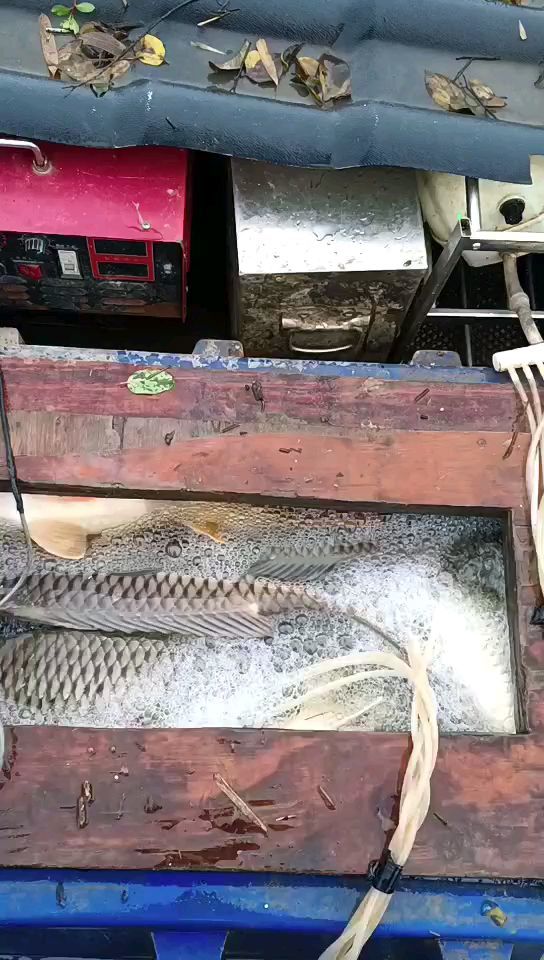 大功率进口吸鱼机 目前吸鱼最好的捕鱼机