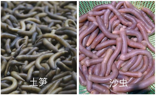 看着福建土笋冻嘴巴就是不敢动