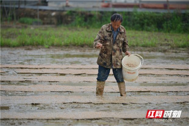 (記者 姜珊 通訊員 肖亞輝)6月17日,湖南省衡陽市衡東縣新塘鎮龍頭村