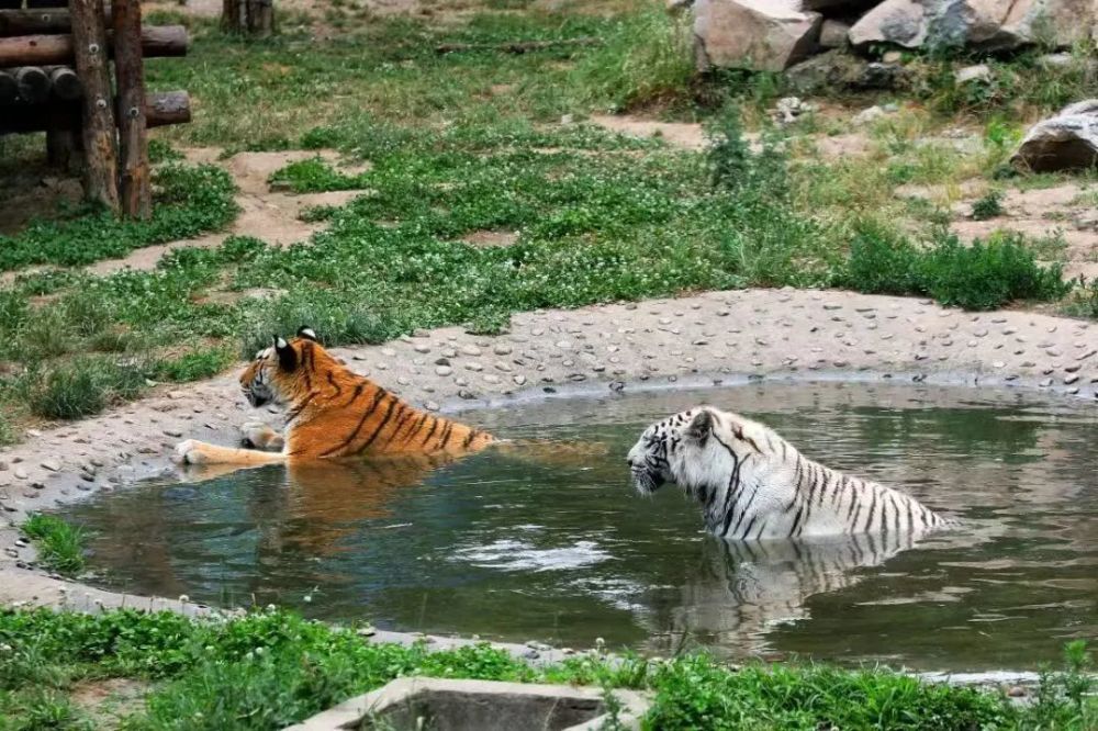 炎炎夏日動物萌寶避暑有涼方