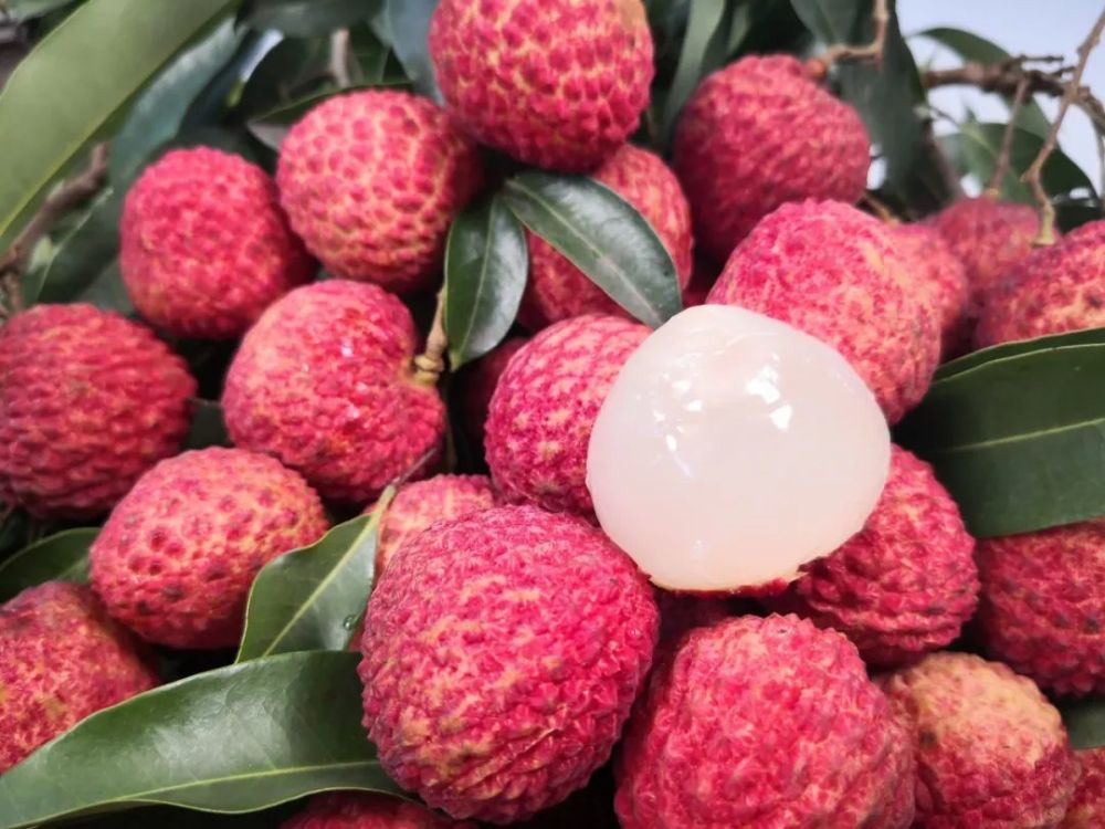 南山荔枝发货啦!_腾讯新闻