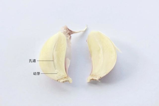 独头蒜,是什么蒜?