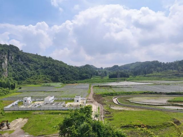 织金县化起镇支部领办合作社椒出乡村振兴致富卷