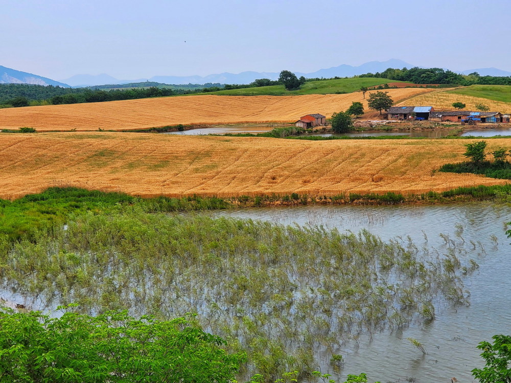 麦子和田园风光风韵如诗麦穗傲然挺立,金黄色连成一片最美马蹄稍水库