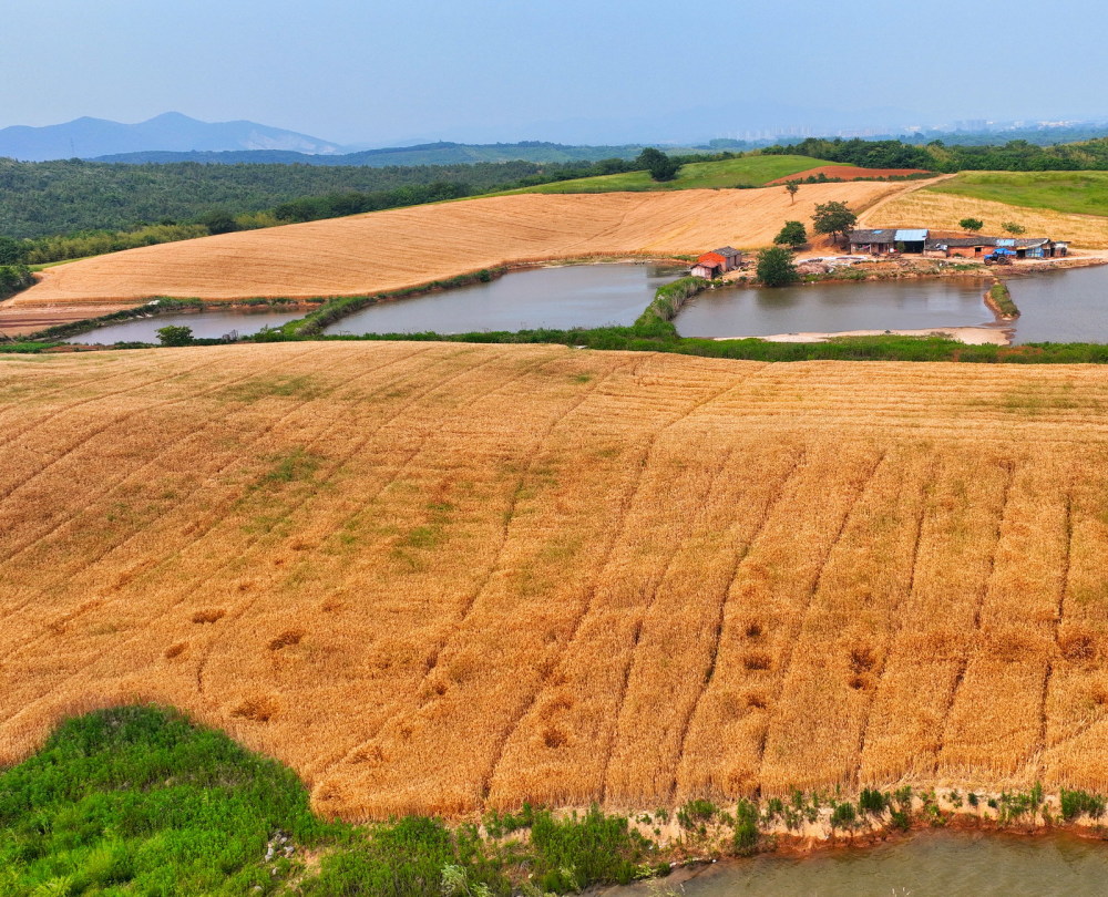 麦子和田园风光风韵如诗麦穗傲然挺立,金黄色连成一片最美马蹄稍水库