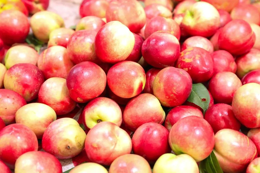 这个夏天,来崇左,实现 "水果自由"_腾讯新闻