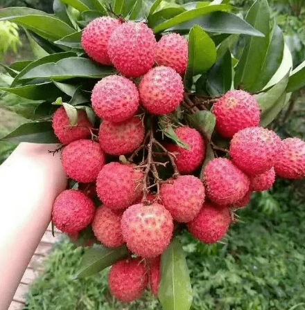 "最好吃"的5种荔枝,第2种被称为"荔枝王,妃子笑却排名第五