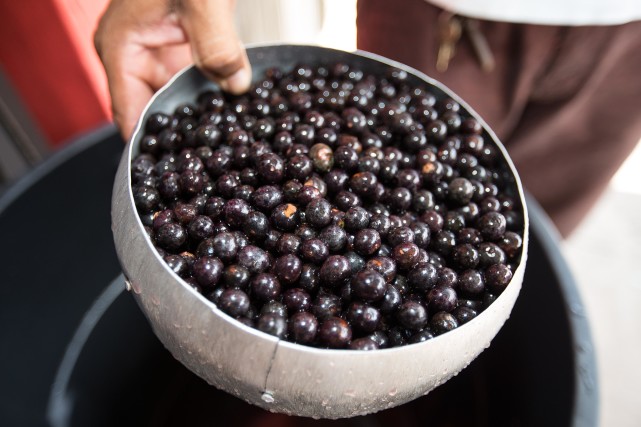 全球连线|巴西"超级水果"阿萨伊
