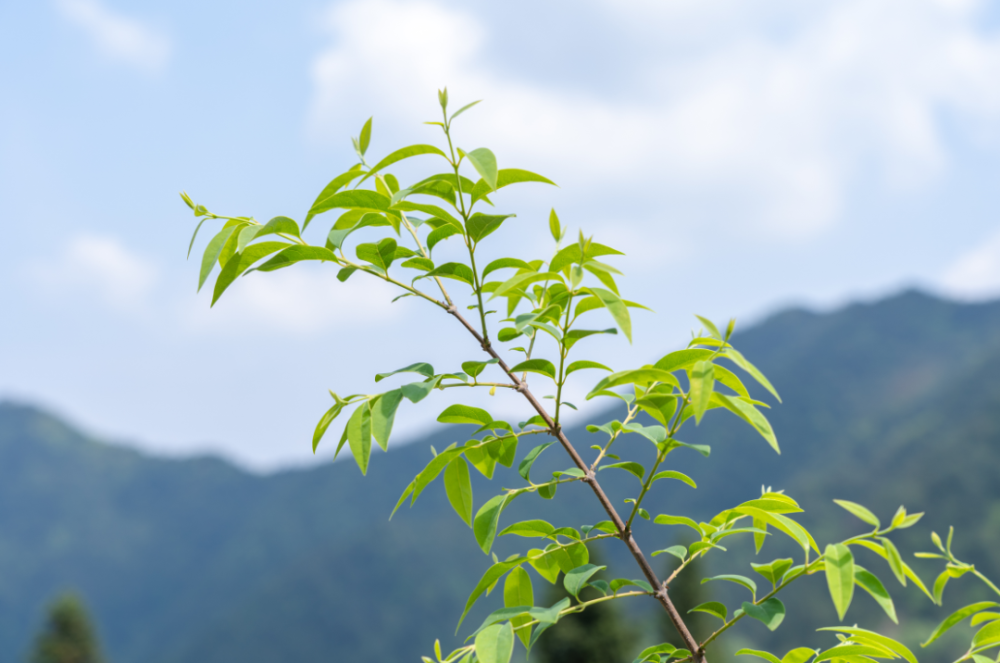 它就是——"食凉茶"连不少丽水人家中也常备不仅是畲族居民家中因其