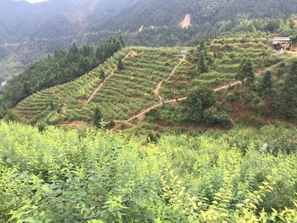 眼下正是食凉茶采摘季节,位于松阳县大东坝镇灯塔村的松阳县碧岚中