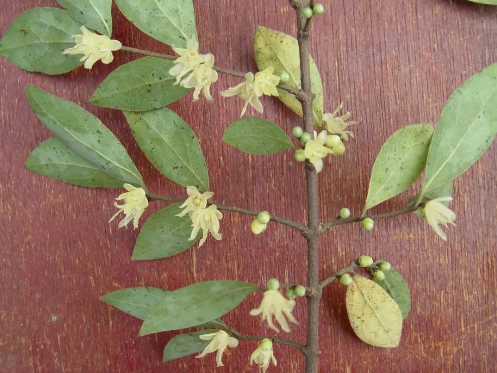 2021年全市食凉茶种植面积947亩,投产面积650亩,产量263.