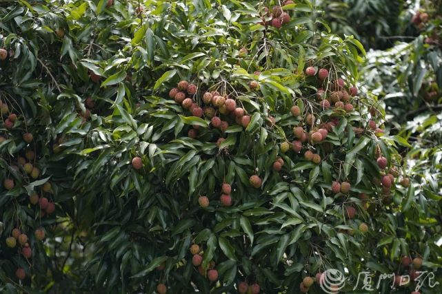 火紅荔枝大道驚豔亮相就在廈門山海健康步道但這件事千萬別做