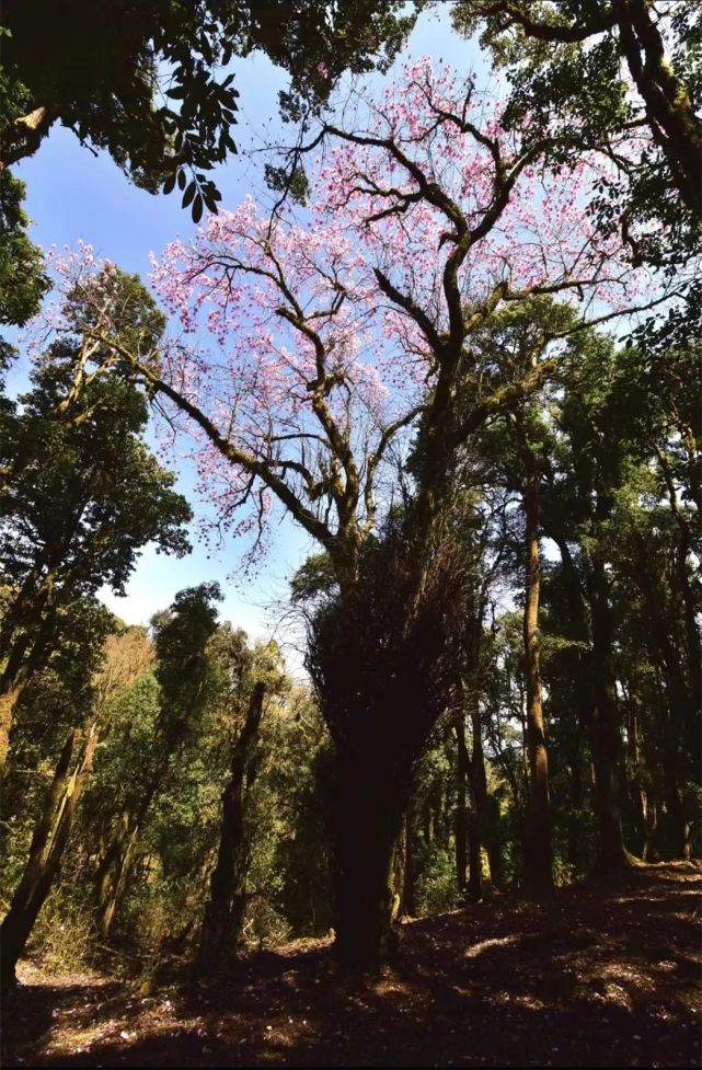 cop15 遇见楚雄丨这种国家二级保护植物,原来它叫滇藏木兰