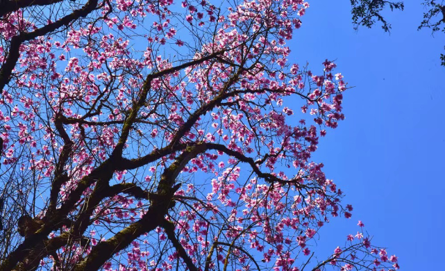 cop15 遇见楚雄丨这种国家二级保护植物,原来它叫滇藏木兰