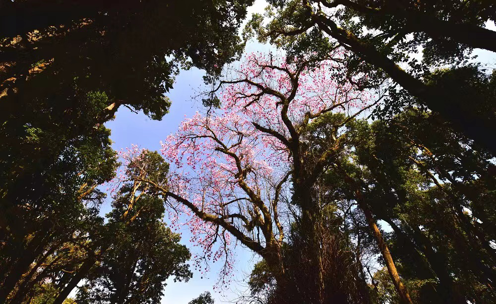 cop15遇见楚雄丨这种国家二级保护植物原来它叫滇藏木兰