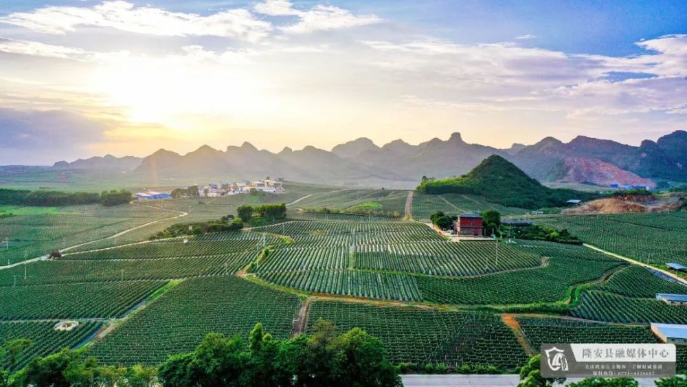 隆安火龙果成致富果乡村振兴更红火