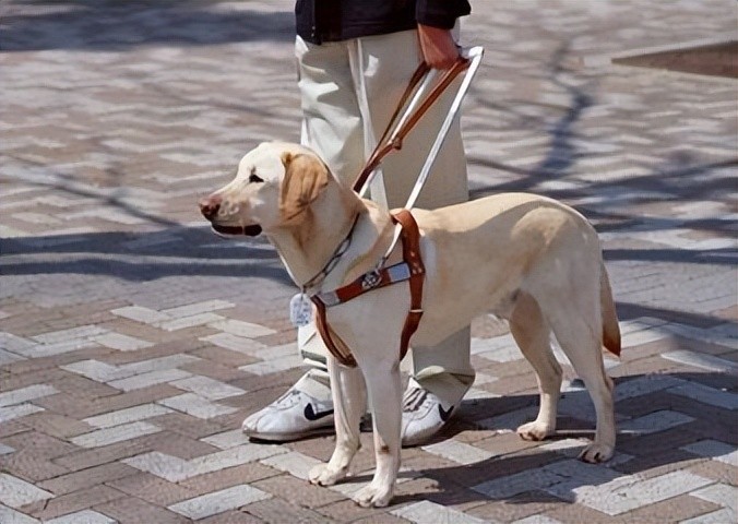 是訓狗還是虐狗網傳訓犬師訓狗視頻曝光的畫面惹怒眾人