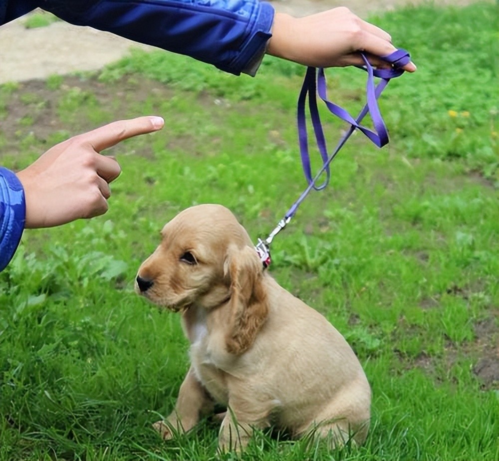 是訓狗還是虐狗網傳訓犬師訓狗視頻曝光的畫面惹怒眾人