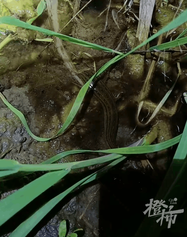 尤其这段时间,天热了,蚂蟥多了,小陈就更忙了,他还专门将收购水蛭的